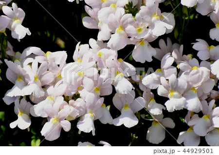 三鷹中原に咲く薄いピンクのリナリア 44929501