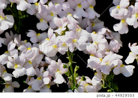 三鷹中原に咲く薄いピンクのリナリア 44929503