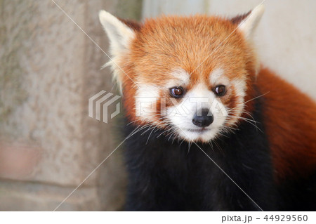 レッサーパンダ 44929560
