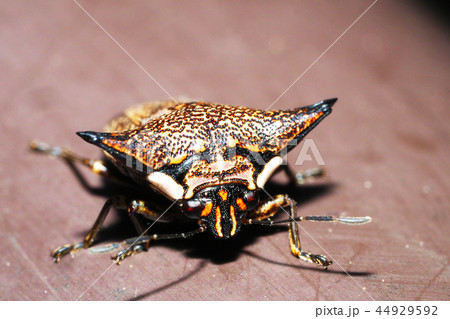 ウシカメムシ 44929592
