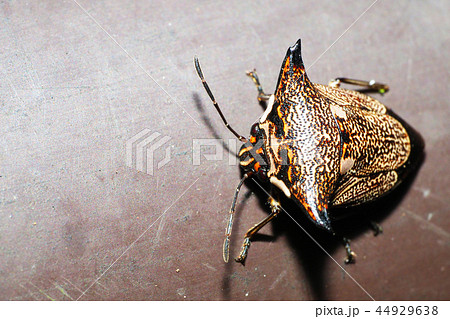 ウシカメムシ 44929638