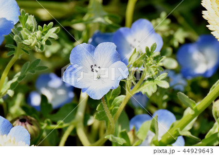 三鷹中原に咲く水色のネモフィラ 三鷹中原に咲く水色のネモフィラ 44929643