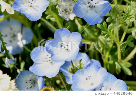 三鷹中原に咲く水色のネモフィラ 44929646