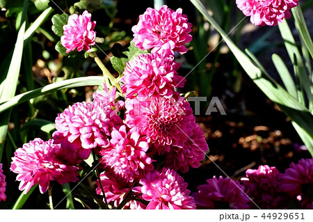 三鷹中原に咲く濃いピンクのスプレーギク 44929651