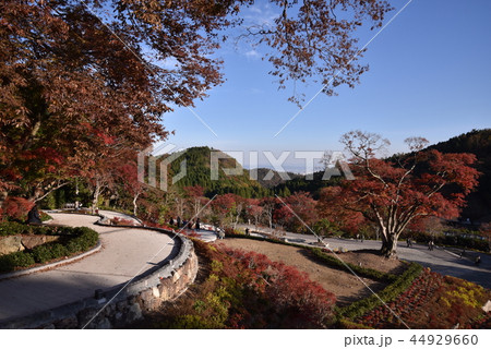 勝尾寺の紅葉 勝尾寺の紅葉 44929660