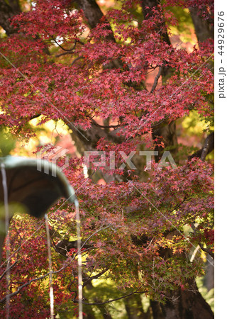 手水舎の水と紅葉 手水舎の水と紅葉 44929676
