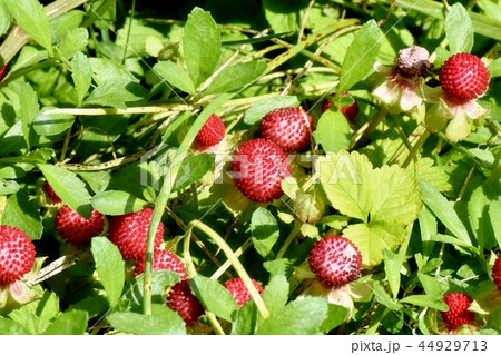 三鷹中原になるヘビイチゴの実 44929713