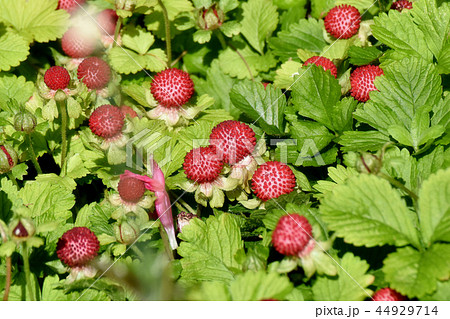 三鷹中原になるヘビイチゴの実 44929714