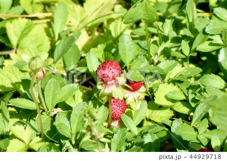 三鷹中原になるヘビイチゴの実 44929718
