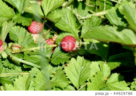 三鷹中原になるヘビイチゴの実 44929786