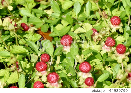 三鷹中原になるヘビイチゴの実 44929790