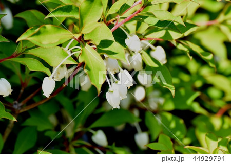 三鷹中原に咲くドウダンツツジ 三鷹中原に咲くドウダンツツジ 44929794