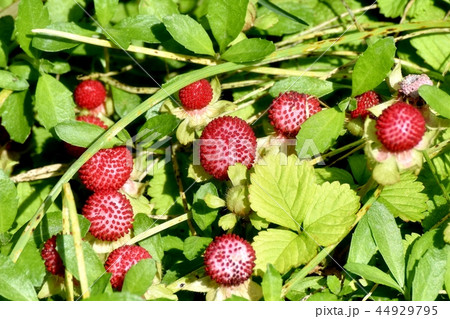 三鷹中原になるヘビイチゴの実 44929795