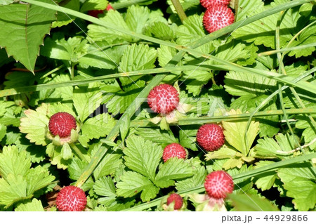 三鷹中原になるヘビイチゴの実 44929866