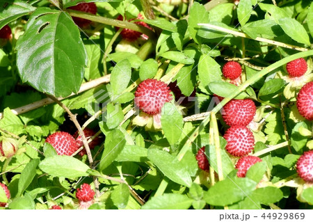 三鷹中原になるヘビイチゴの実 44929869