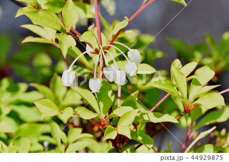 三鷹中原に咲くドウダンツツジ 44929875