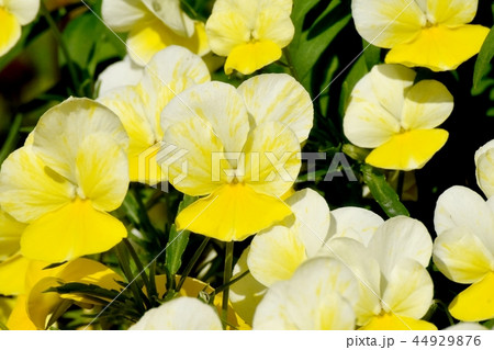 三鷹中原に咲く黄色いビオラ 44929876