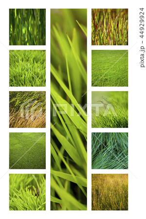 Green and grass Green and grass 44929924