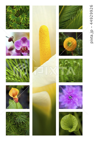 Flowers and plants Flowers and plants 44929926