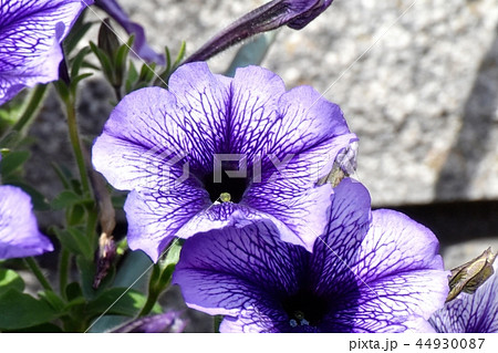三鷹中原に咲く青紫色のペチュニア 44930087