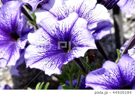 三鷹中原に咲く青紫色のペチュニア 44930284