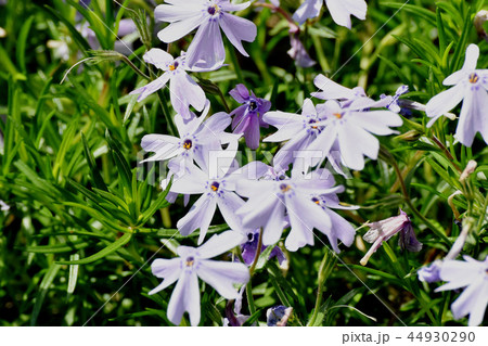 三鷹中原に咲くシバザクラ 44930290