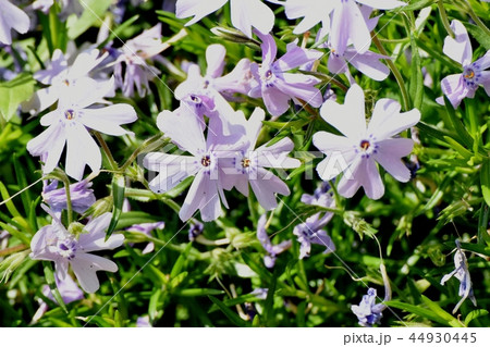 三鷹中原に咲くシバザクラ 44930445