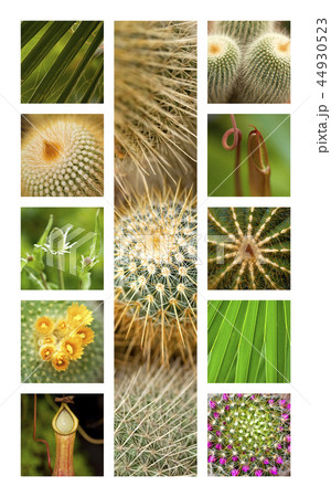 Cactus and plants Cactus and plants 44930523
