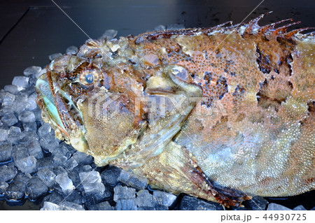 ケムシカジカ ケムシカジカ 44930725