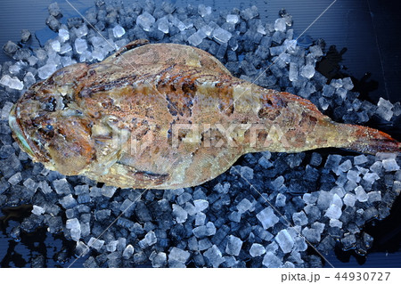 ケムシカジカ 44930727