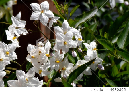 三鷹中原に咲くツルハナナス 44930806