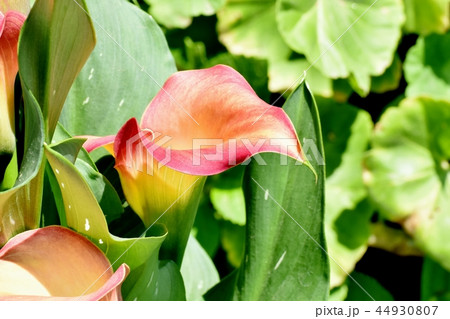 三鷹中原に咲くカラー ブレイズ 三鷹中原に咲くカラー ブレイズ 44930807