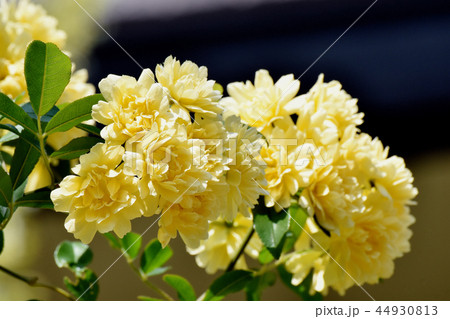 三鷹中原に咲く黄色いモッコウバラ 三鷹中原に咲く黄色いモッコウバラ 44930813