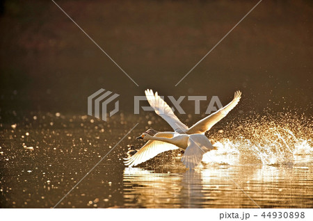 福島県大池の白鳥 44930898