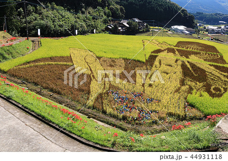 町おこし、まちづくりに田んぼアート 町おこし、まちづくりに田んぼアート 44931118