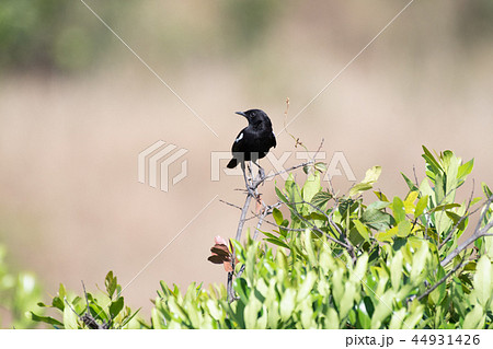 クロアリヒタキ　ケニア　マサイマラ 44931426