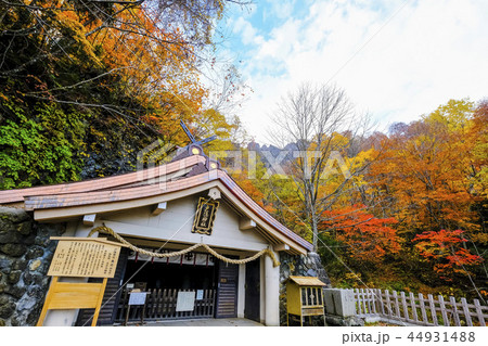 紅葉の戸隠神社奥社 44931488