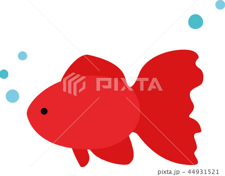 朱色の金魚 44931521