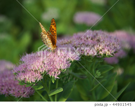 妻黒豹紋オオベンケイソウ 44931545