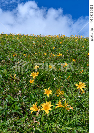 ニッコウキスゲと夏の青空 44931681