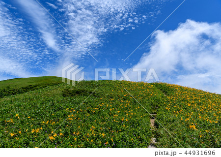 ニッコウキスゲの咲く登山道 ニッコウキスゲの咲く登山道 44931696