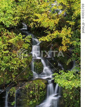 紅葉の滝（富山県） 44931709