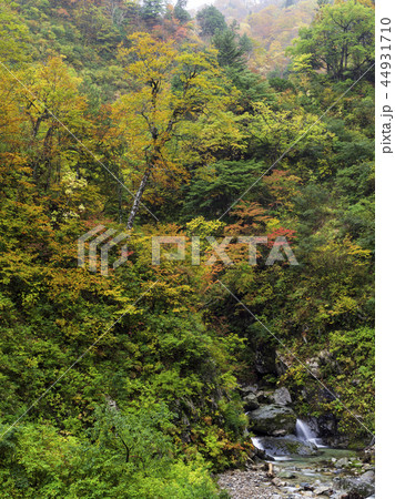 紅葉の溪谷(富山県) 紅葉の溪谷(富山県) 44931710