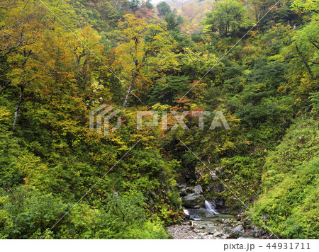 紅葉の溪谷(富山県) 紅葉の溪谷(富山県) 44931711
