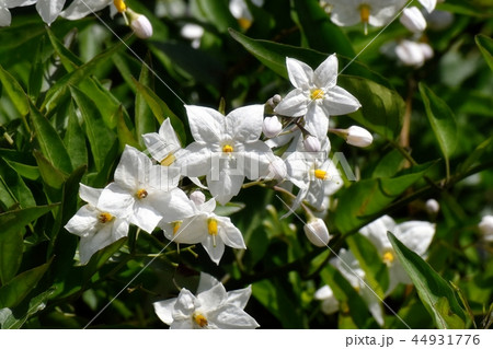 三鷹中原に咲くツルハナナス 44931776
