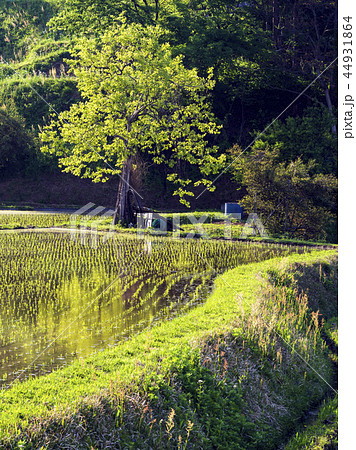 あぜ道と柿木（富山県） 44931864