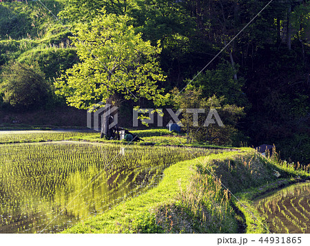 あぜ道と柿木（富山県） 44931865