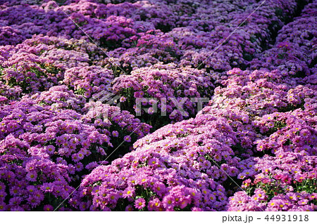 菊 小菊 菊 小菊 44931918