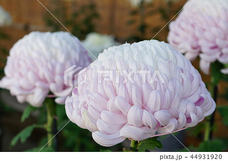 菊　大輪　和菊 44931920