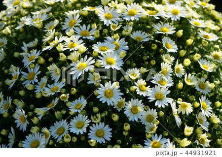 菊 小菊 菊 小菊 44931921